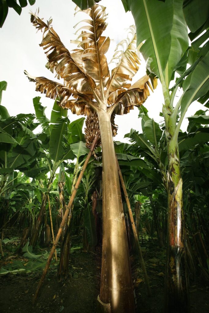 María José Argenzio, 3° 16′ 0″ S, 79° 58′ 0″ W, 2010, multimedia installation (gold plated banana plant), photograph by Juan Pablo Merchán