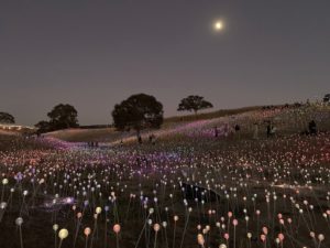 Bruce Munro, Field of Light, installation view at Sensorio, 2019; photo © codylee.co